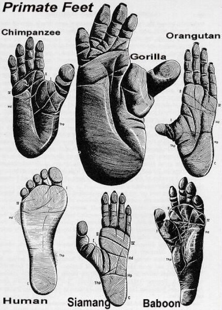 Types of primate feet