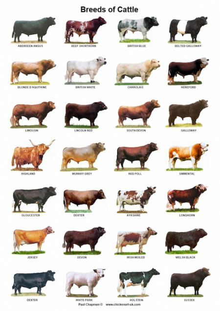 Breeds of Cattle