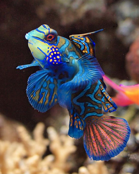 colorful fish