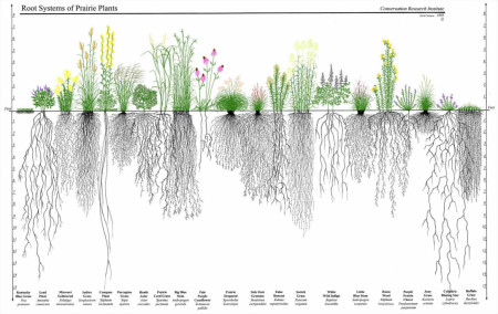 Root Systems of Prairie Plants