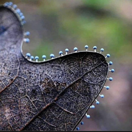 These mushrooms growing on dead leaf