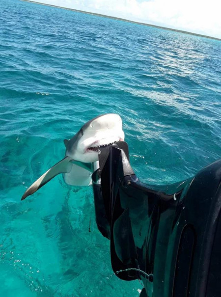 The cutest shark attack ever