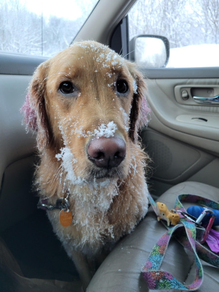 Someone had a good time at the dog park! (yes she is warm and safe) 🐶