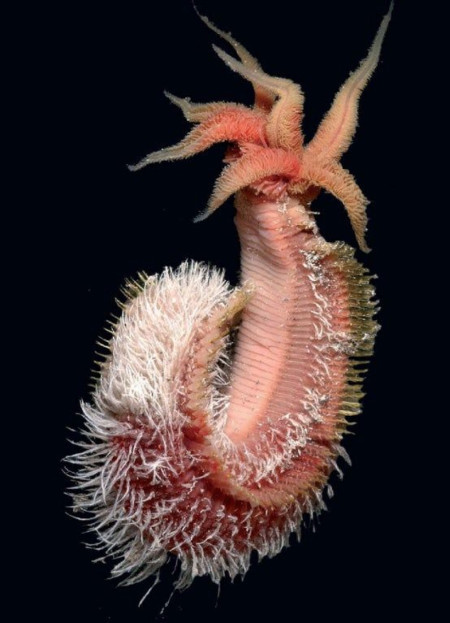 This deep sea worm looks like a Lovecraft creature