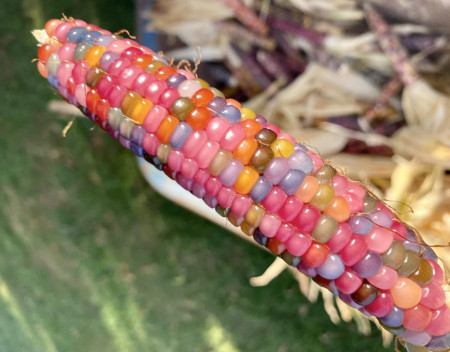 Combination of colors of this Glass Gem Corn