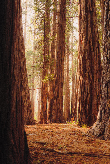 Getting Lost In Yosemite, CA