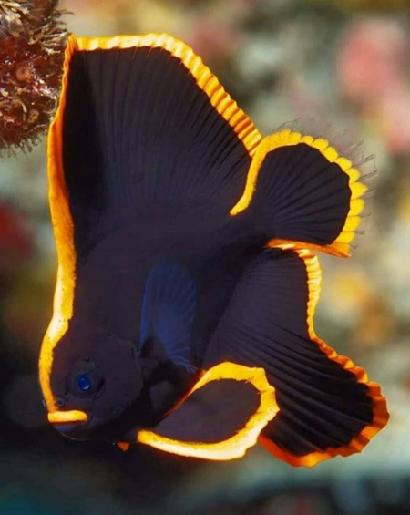 Beautiful fish and its color is amazing