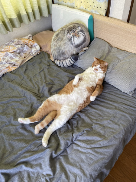 Cats relaxed on the bed