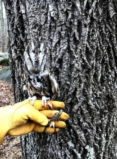 This owl&#039;s near-perfect camouflage (Except for legs)