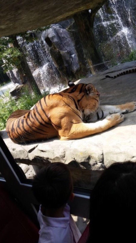 The muscles of a Tiger