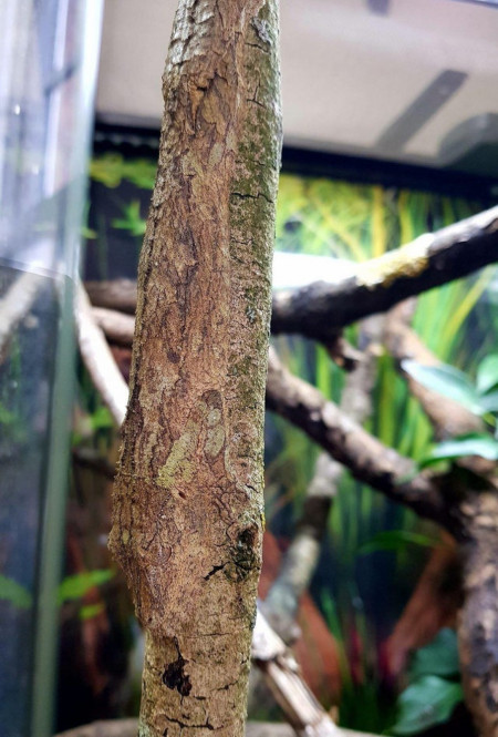 This lizard&#039;s perfect tree bark camouflage 🐕