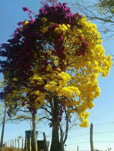 It is a yellow ipe tree with a bougainvillea climber over it. It&#039;s a beautiful display of a death battle between two plants