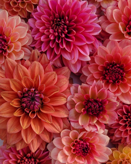 Dahlias! Varieties: Salmon Runner, Rawhide, Fernclif Copper