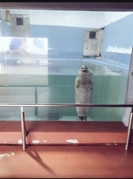 This seal in its inside tank