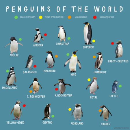 Penguin Species Guide