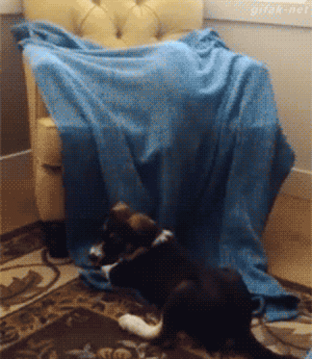 Cat has some awesome ninja skills