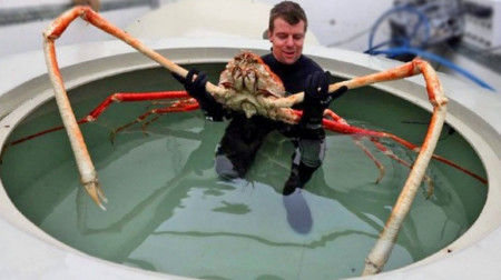 Japanese spider crab. Their legs can be up to 12 feet long
