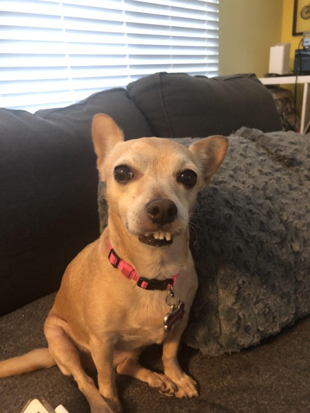 This is Lala (the rescue called her Mrs. Burns). It doesn’t matter what she’s doing, she always looks derpy with her smile