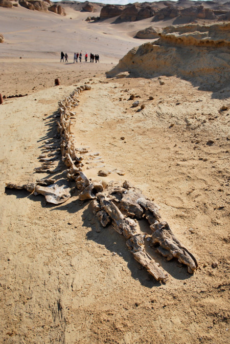 Valley of the Whales in Egypt