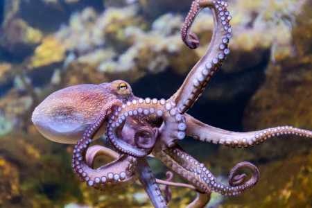 octopus close up