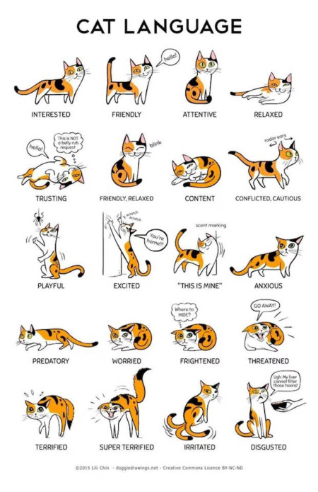 Cat behavior explained