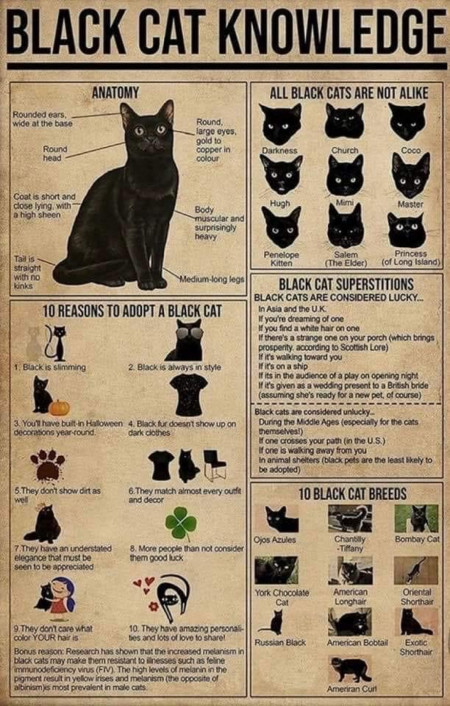 Guide to black cats