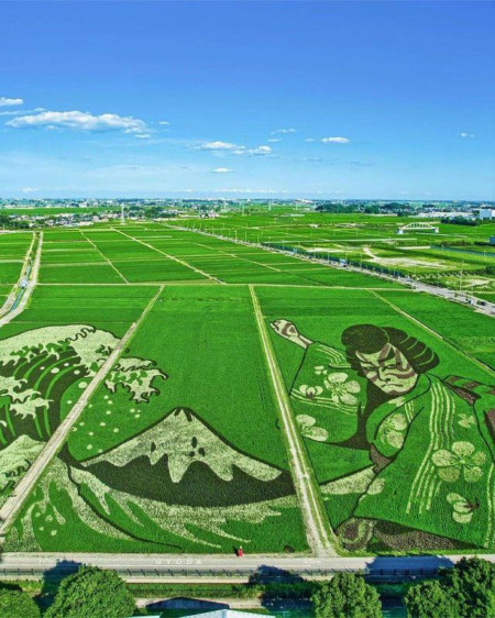 Japanese rice field art