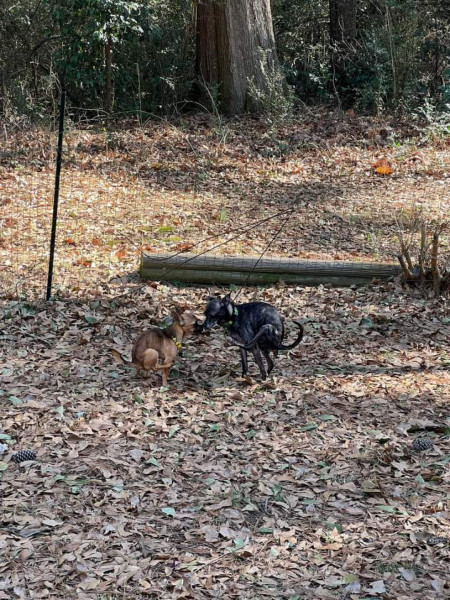 Stumbled across this pic of two bros having a poop together, nose to nose