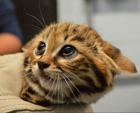 Black-footed cat