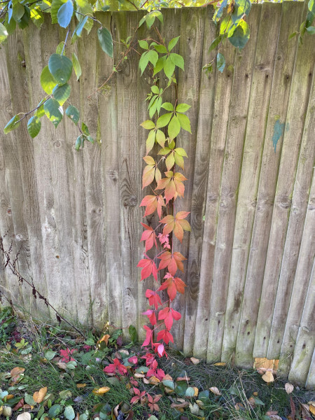 The gradient on this plant