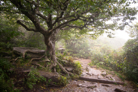 Blue Ridge Mountains, North Carolina (US)