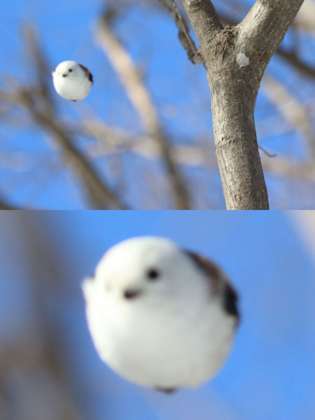 This mid-air shot of a bird looks like a flying snowball