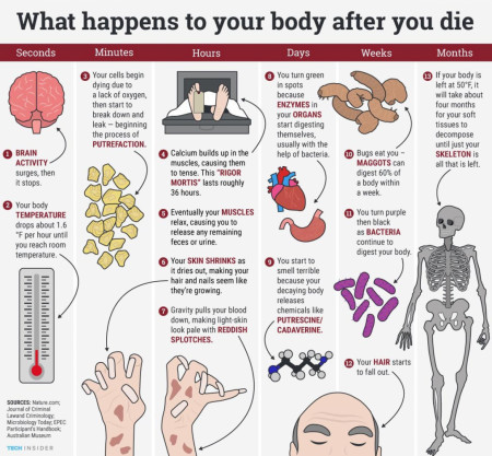 What happens to your body when you die (SFW)