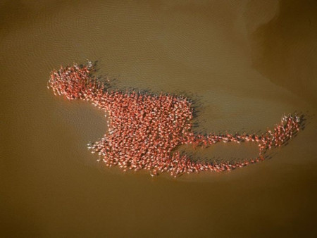 Flamingos forming a Flamingo shape