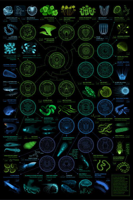 Chart of bioluminescent species by Nobel laureate Professor Osamu Shimomura