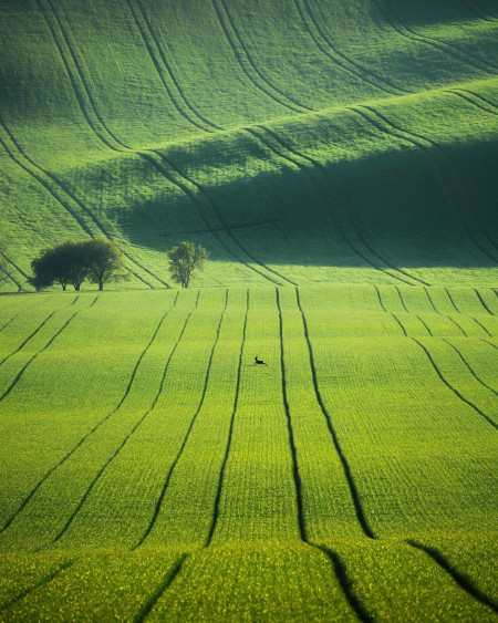 This Lone Deer running through the lush green fields of Moravia, Czech Republic