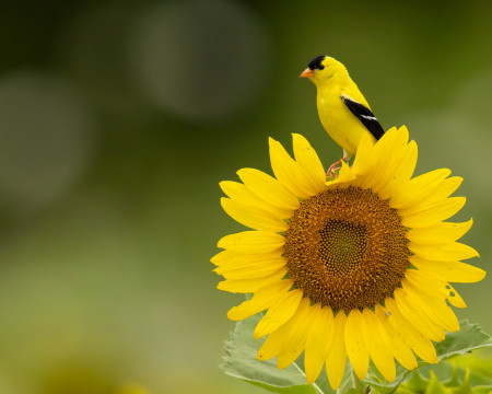 American goldfinch on a sunflower in the heart of Delaware