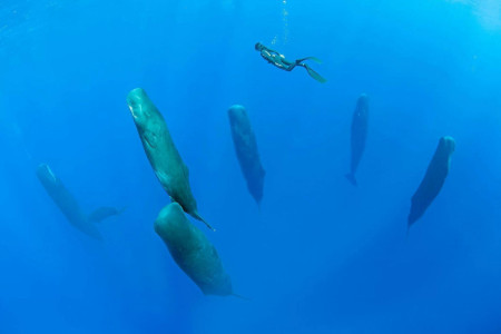 Sperm whales napping