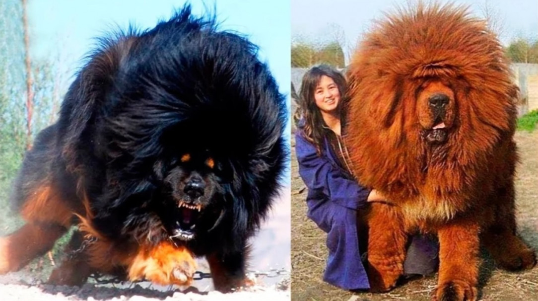 Tibetan Mastiffs so huge