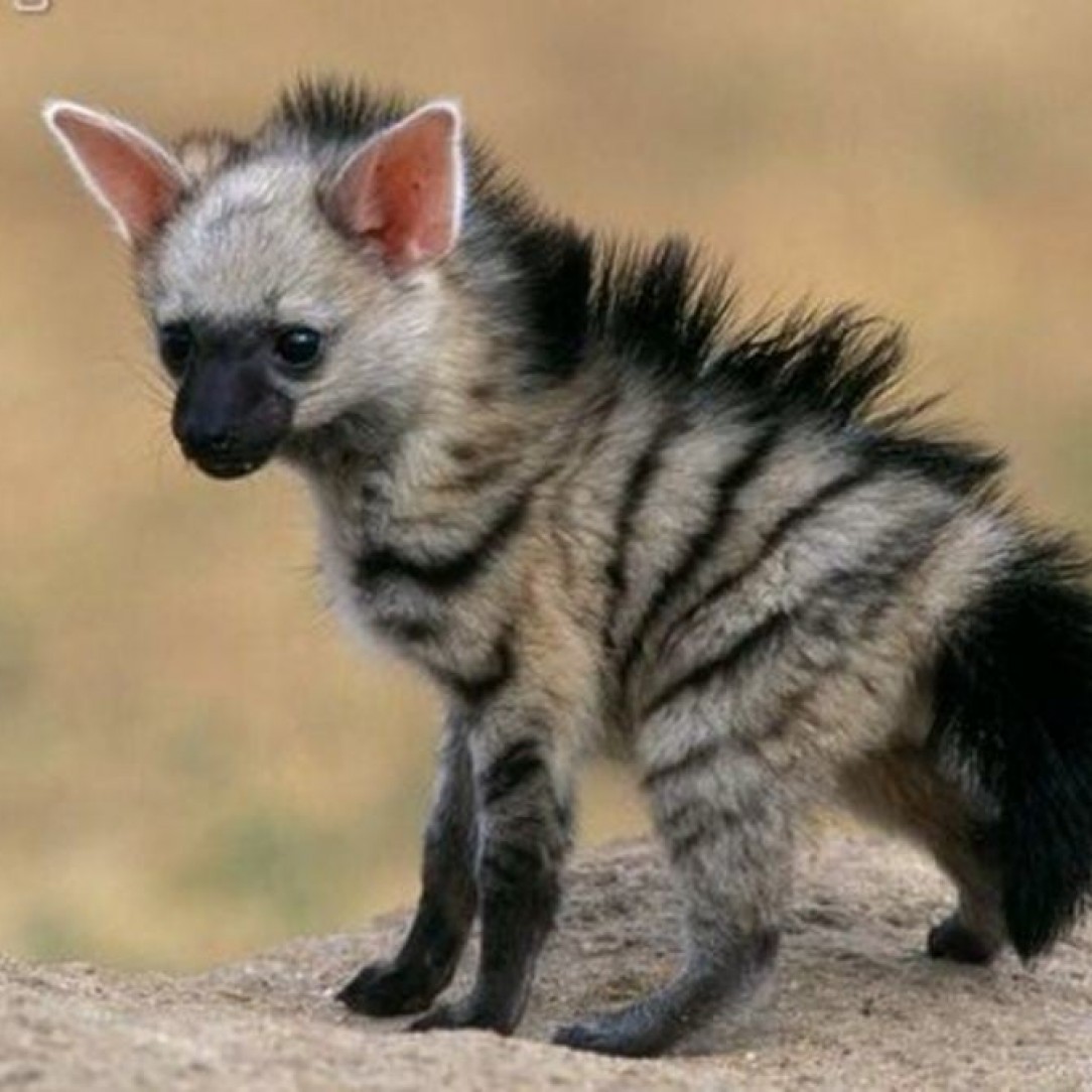 A baby hyena