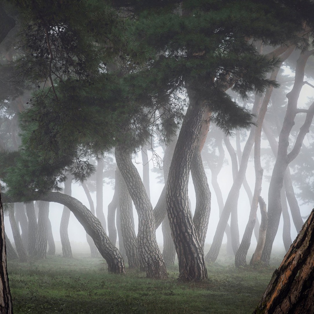 The Dancing forest at Imhanri, South Korea