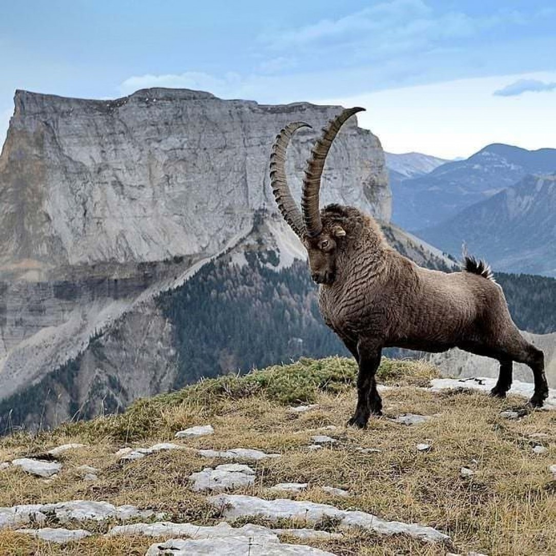 A steinbock (aka. Alpine Ibex)