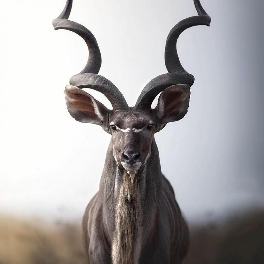 Gorgeous kudu