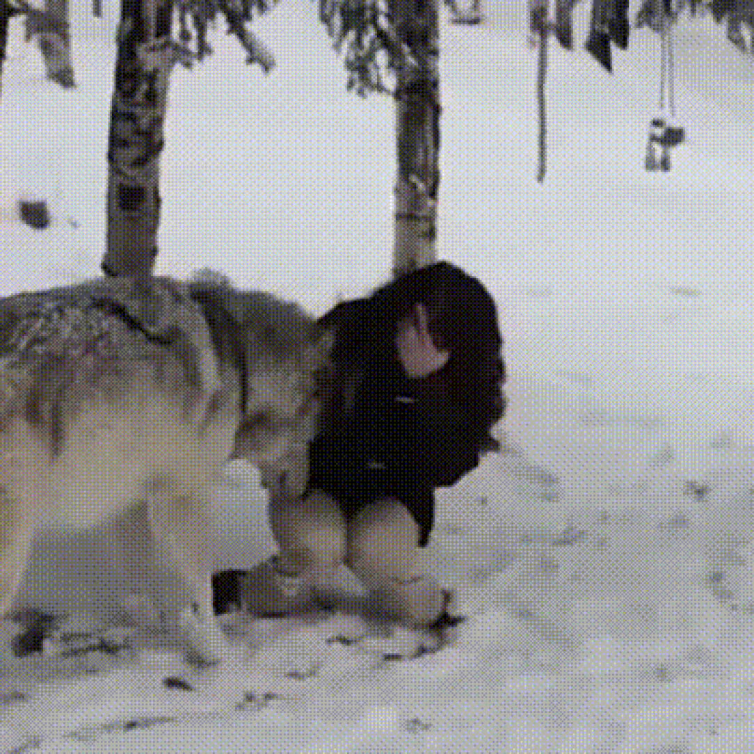 Gigantic friendly wolf