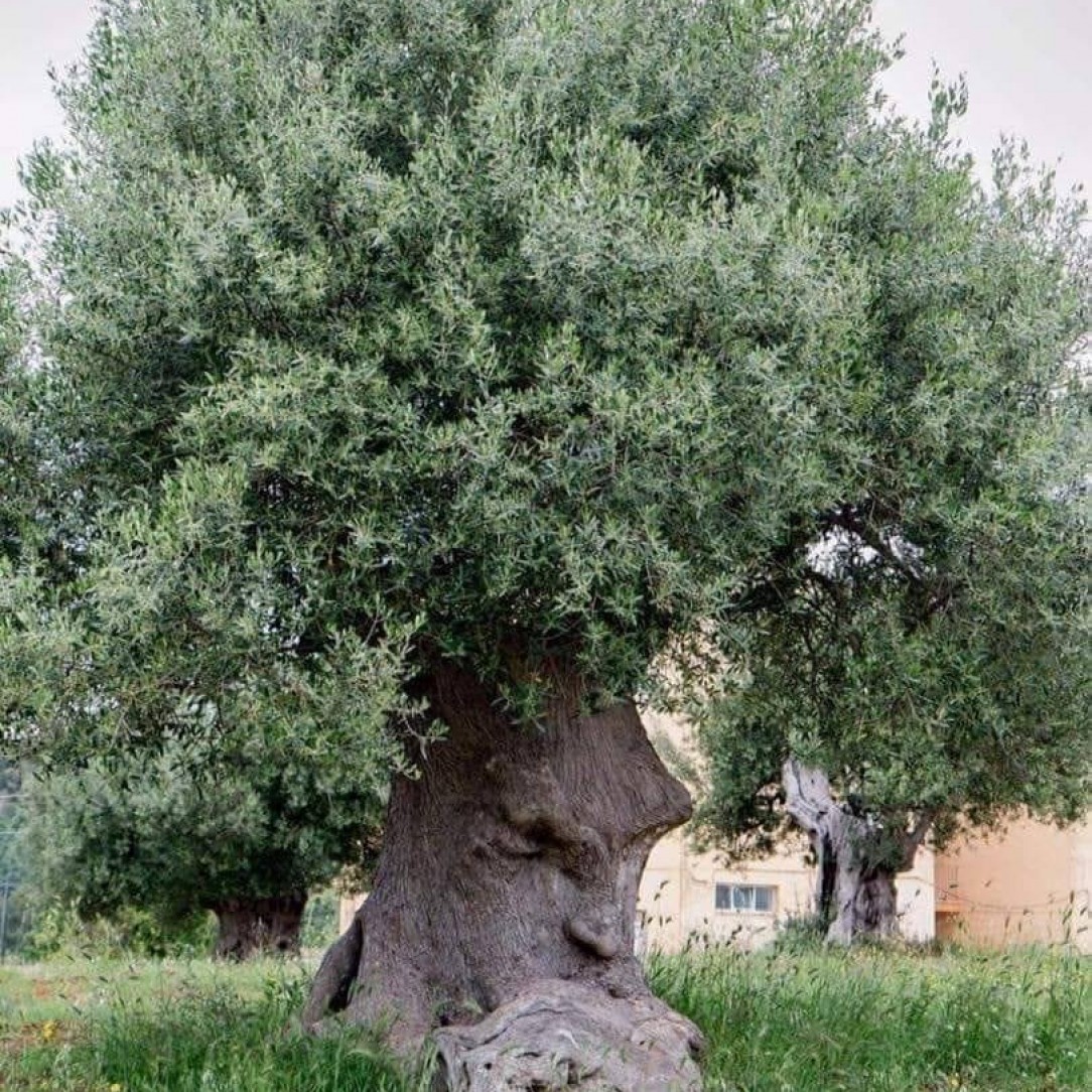 &quot;The thinking tree&quot; in Italy