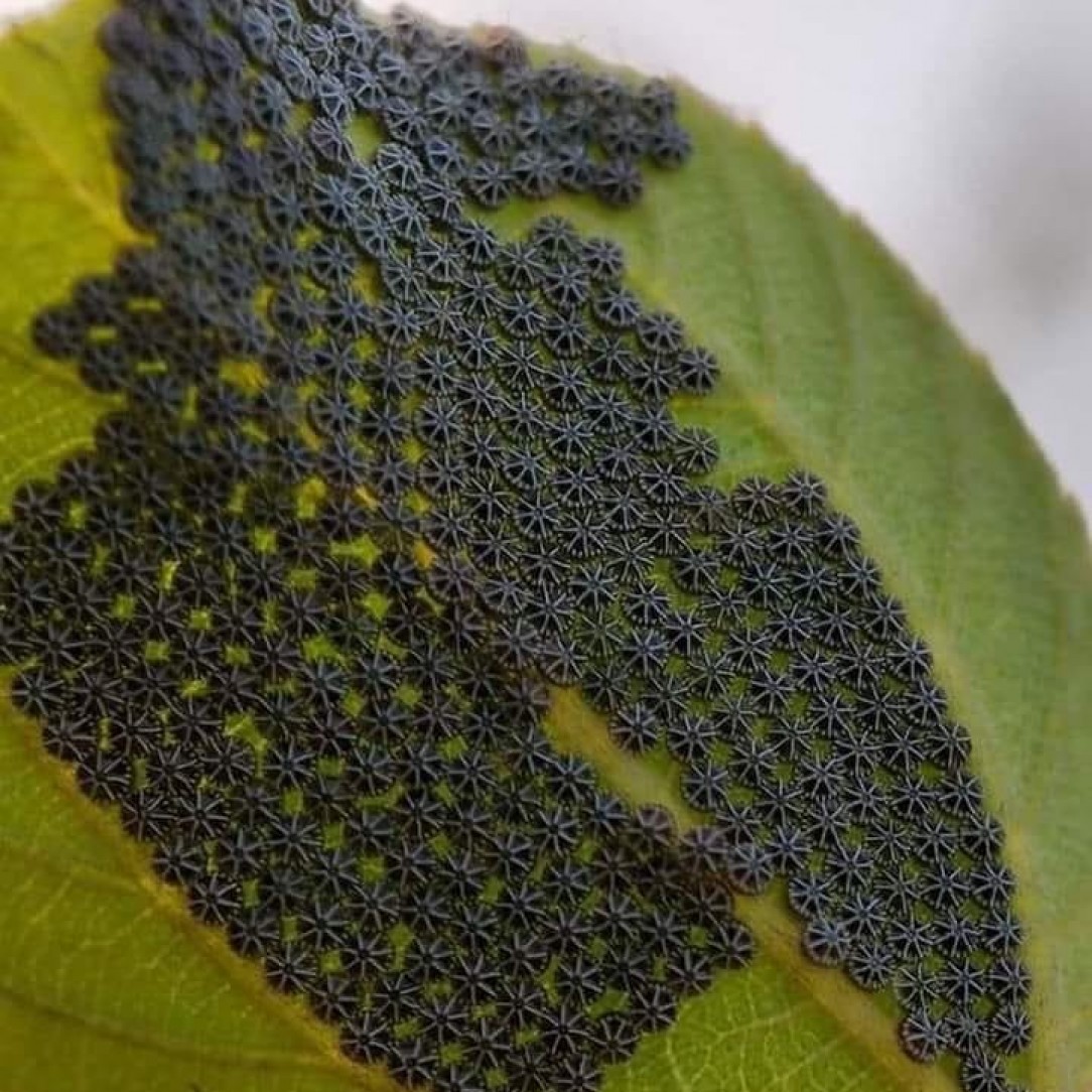 These are butterfly eggs 