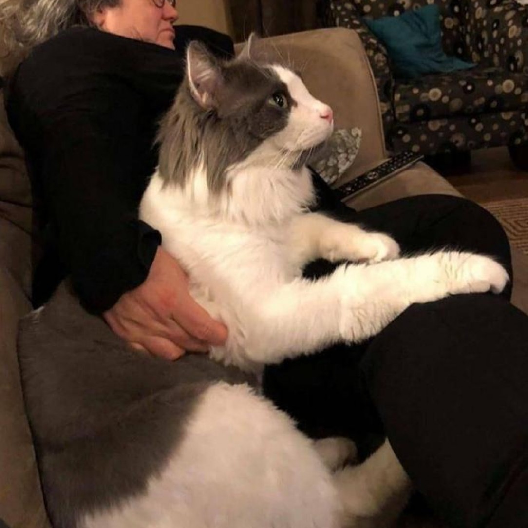 This cat is absolutely massive