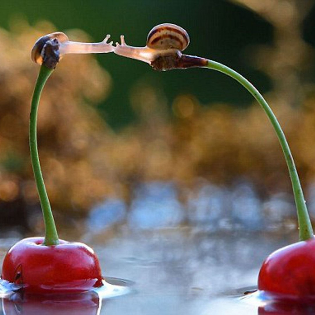 Two snails having a romantic moment 