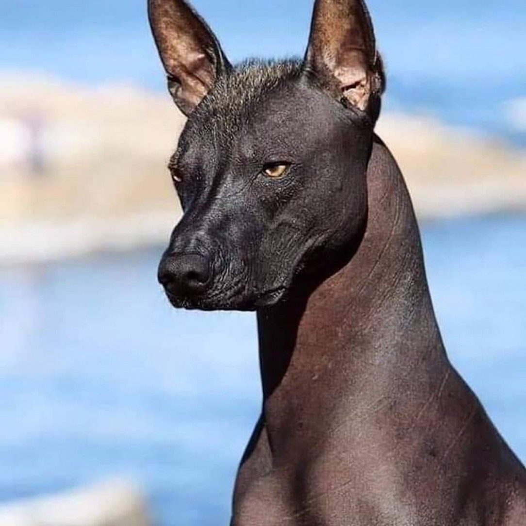 This is the Xoloitzcuintli, also known as the Mexican Hairless Dog