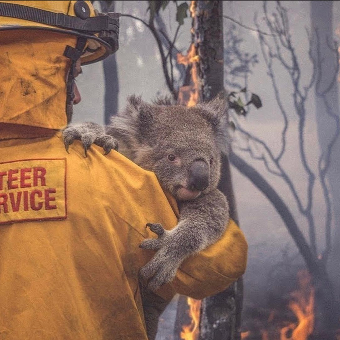 Volunteer Firefighter in Australia saving a koala bear